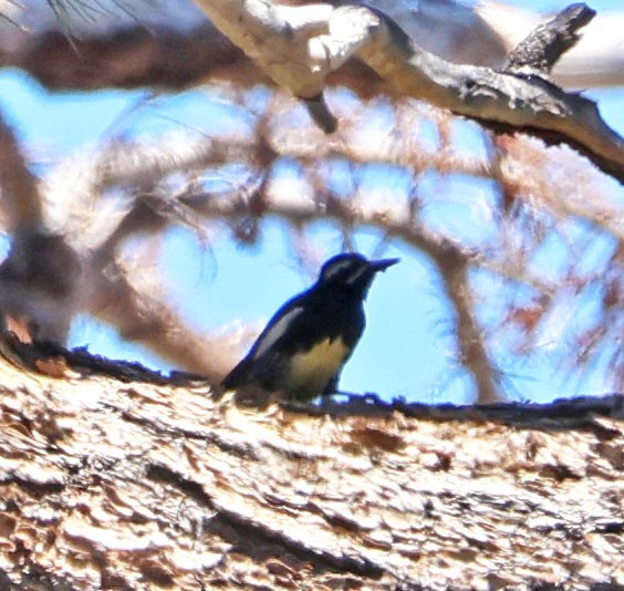 Williamson's Sapsucker - ML620833886