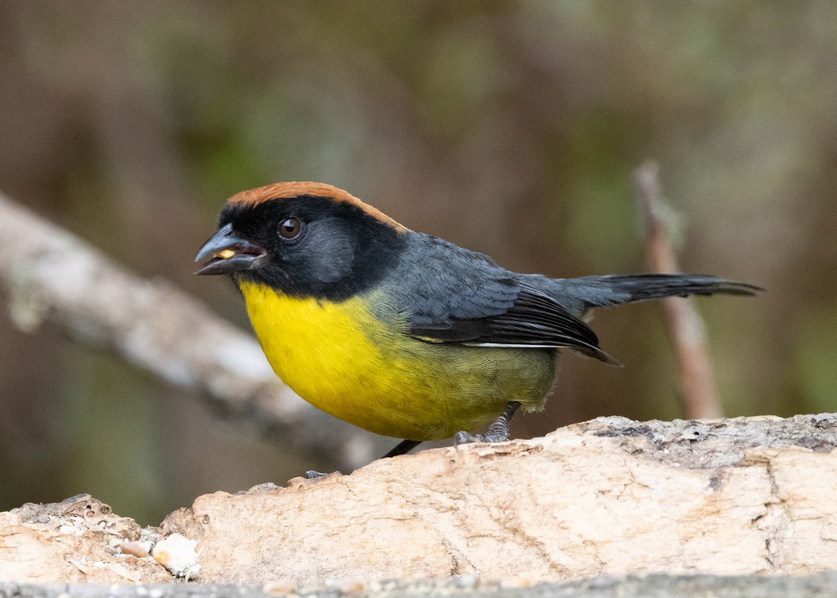 Yellow-breasted Brushfinch (nigrifrons) - Silvia Faustino Linhares