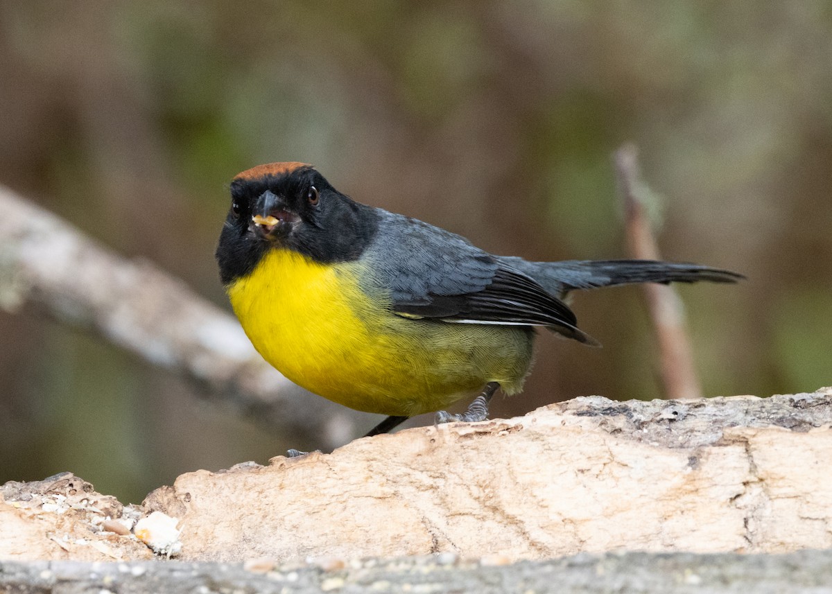 Yellow-breasted Brushfinch (nigrifrons) - Silvia Faustino Linhares