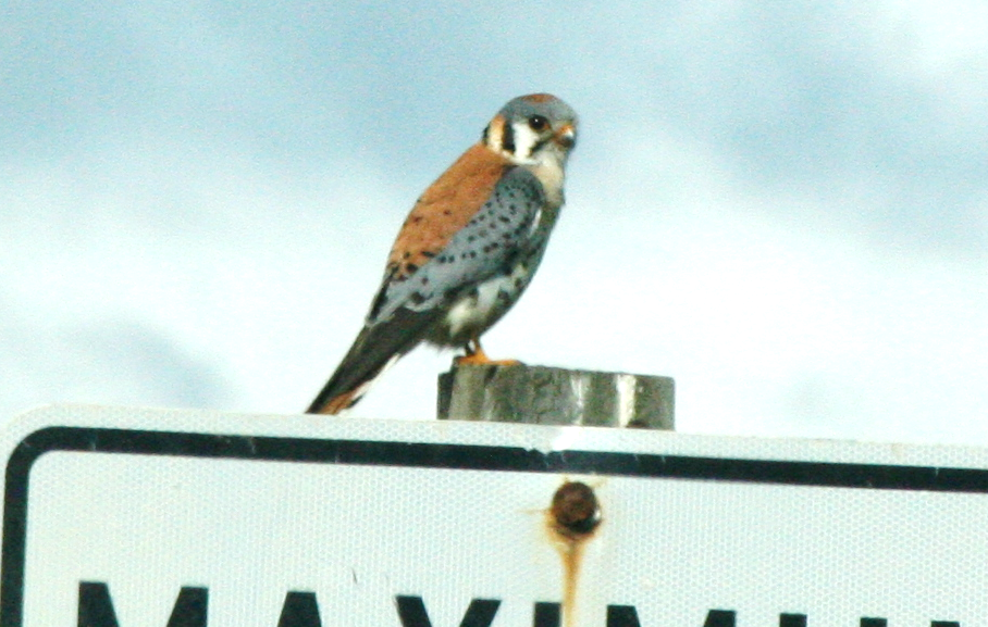 American Kestrel - ML620833899