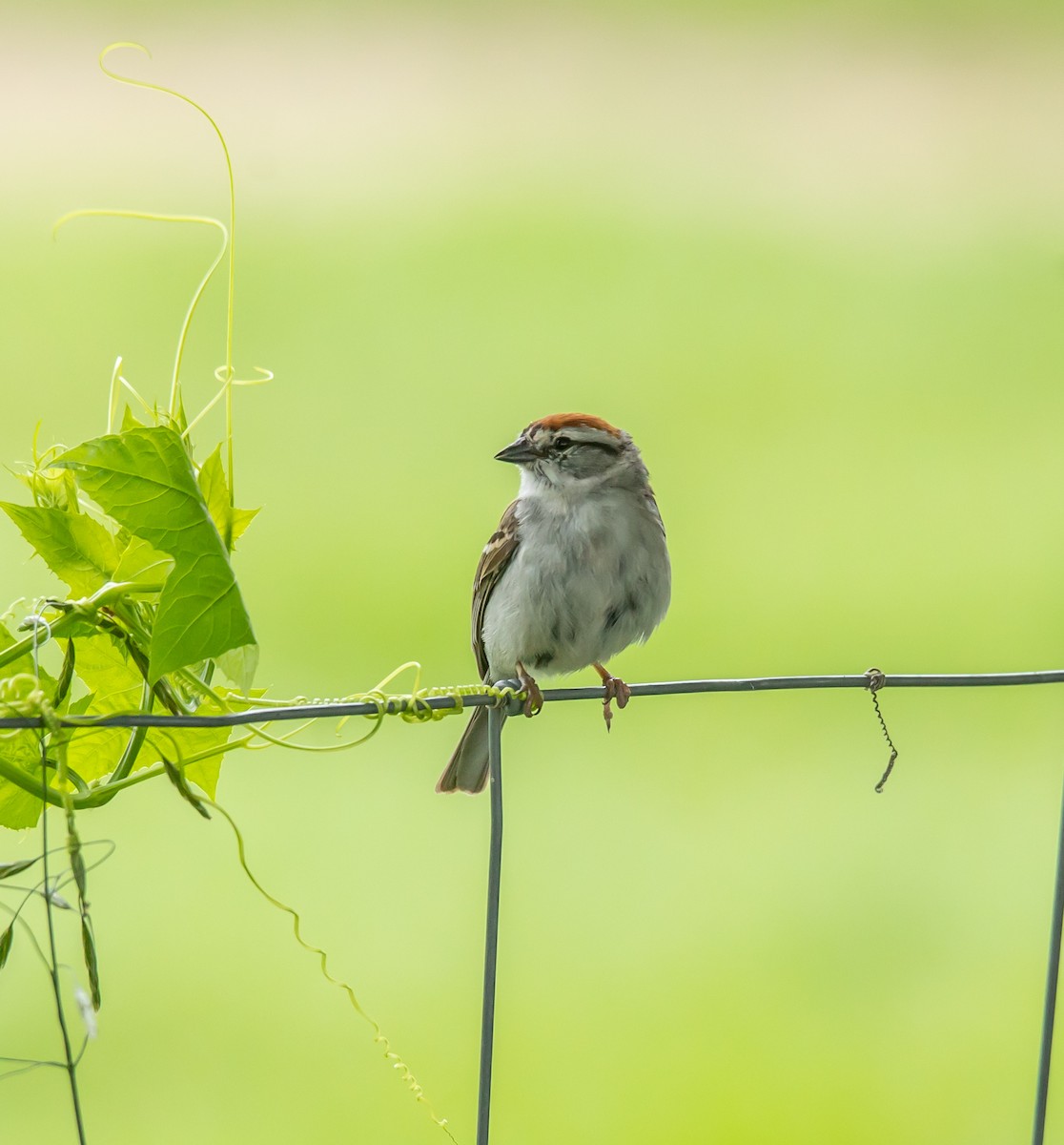 Chipping Sparrow - ML620833912