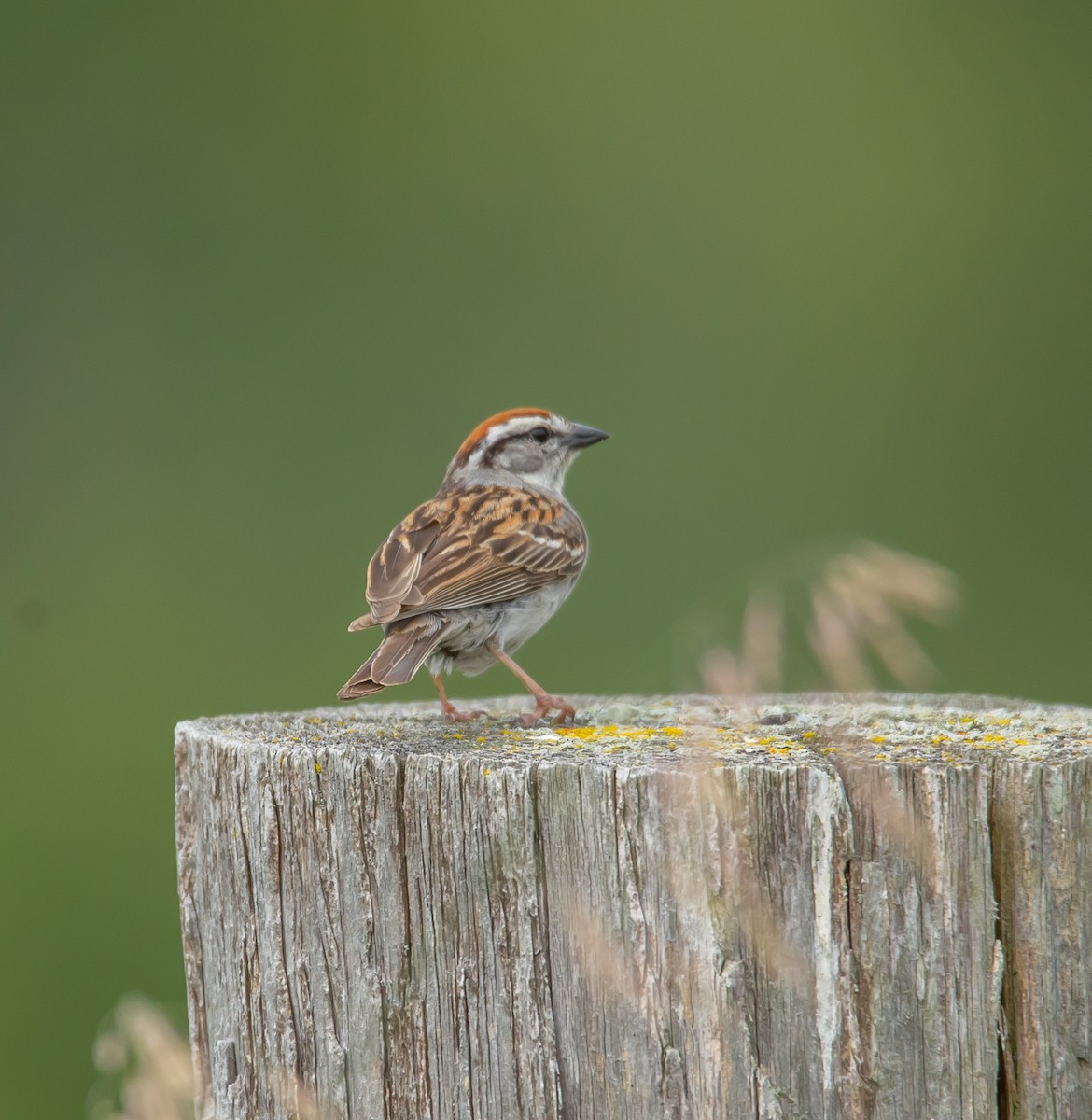 Chipping Sparrow - ML620833913