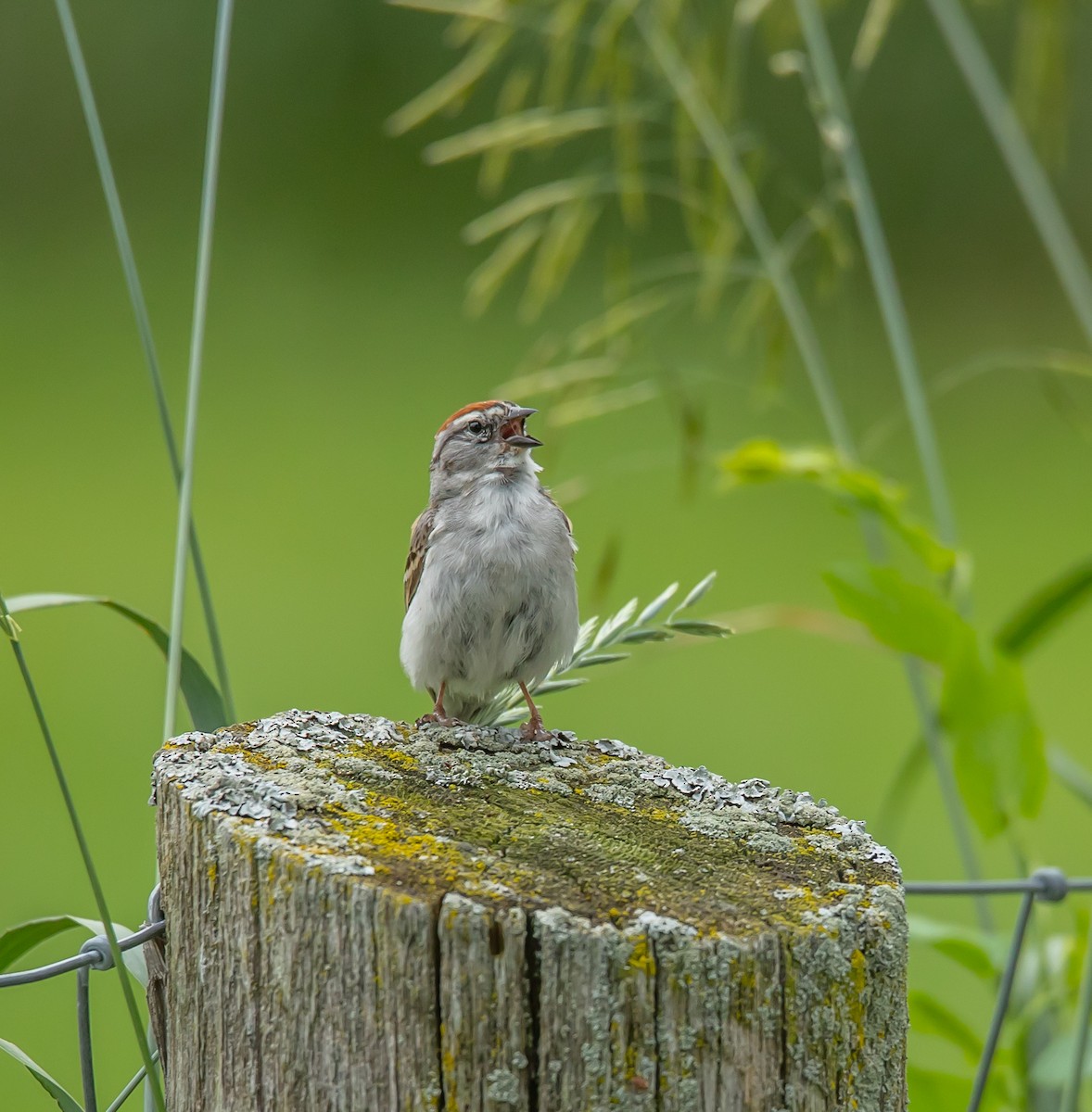 Chipping Sparrow - ML620833914
