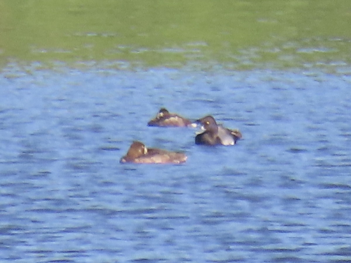 Lesser Scaup - ML620833916