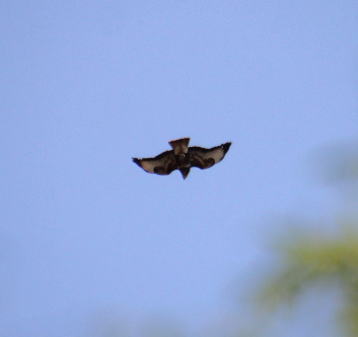 Common Buzzard (Western) - ML620833964