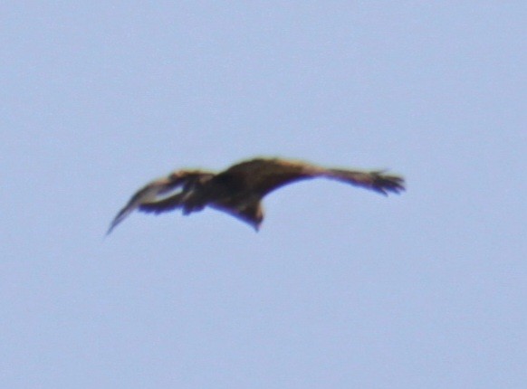 Common Buzzard (Western) - ML620833966