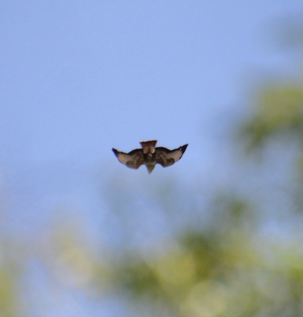 Common Buzzard (Western) - Samuel Harris