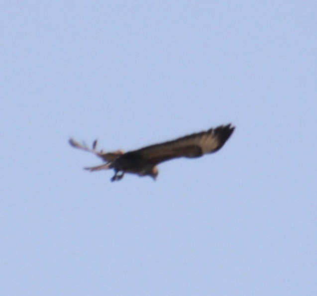 Common Buzzard (Western) - ML620833969