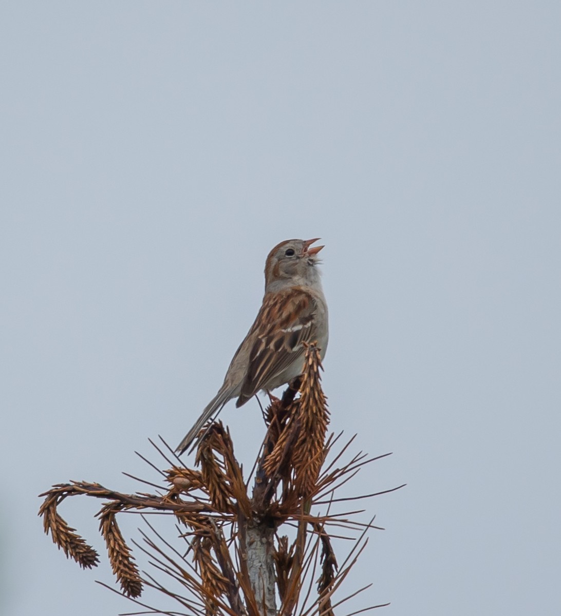 Field Sparrow - ML620833981