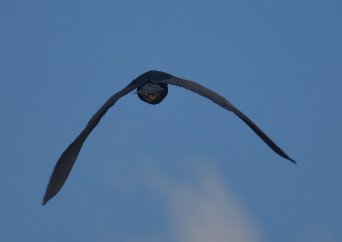 Black-crowned Night Heron - Sheryl Johnson