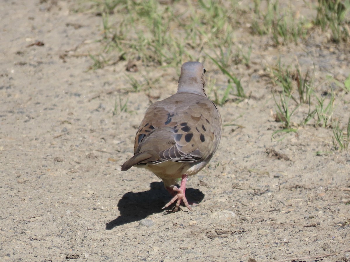 Mourning Dove - Port of Baltimore