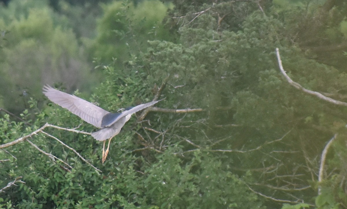 Black-crowned Night Heron - ML620834031