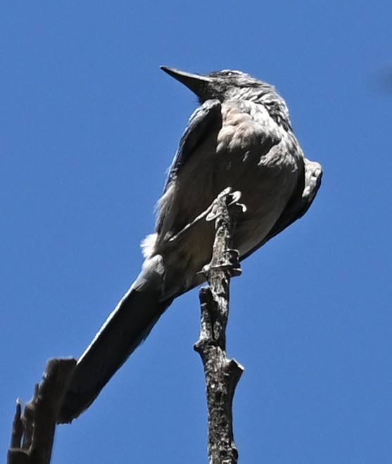 Woodhouse's Scrub-Jay - ML620834064