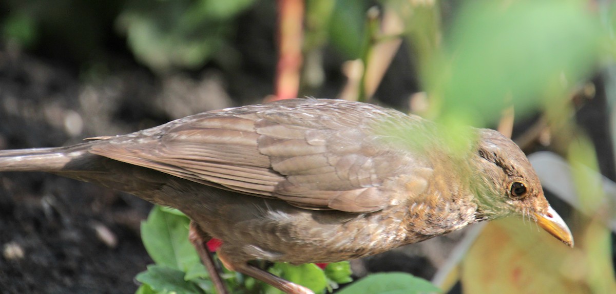 Eurasian Blackbird - ML620834077