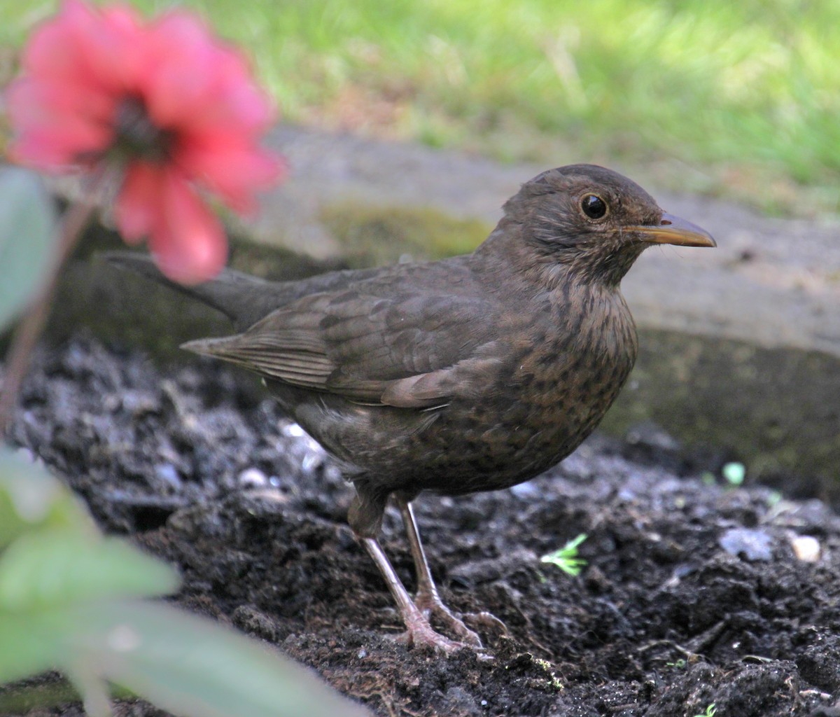 Eurasian Blackbird - ML620834078