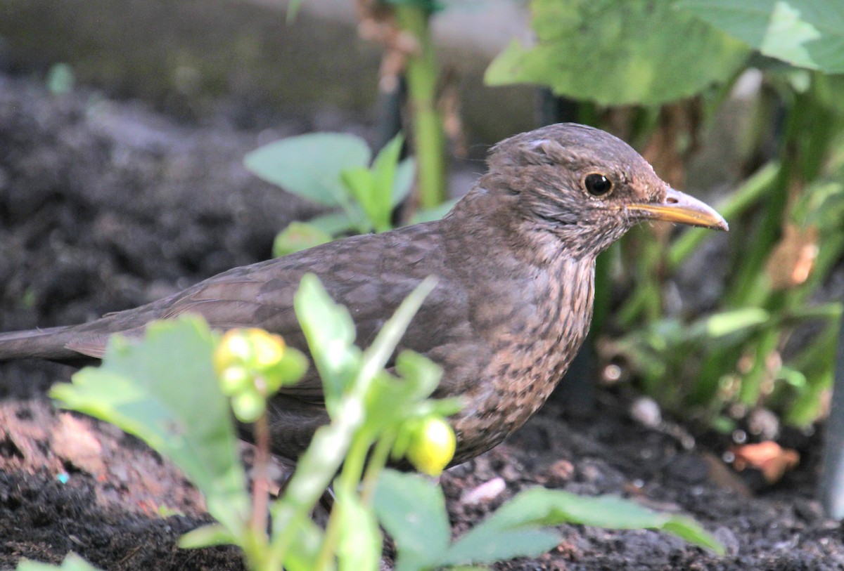 Eurasian Blackbird - ML620834079