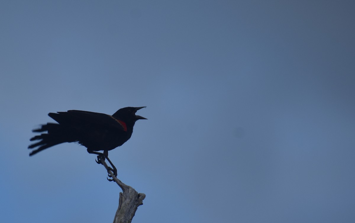 Red-winged Blackbird (Red-winged) - ML620834080