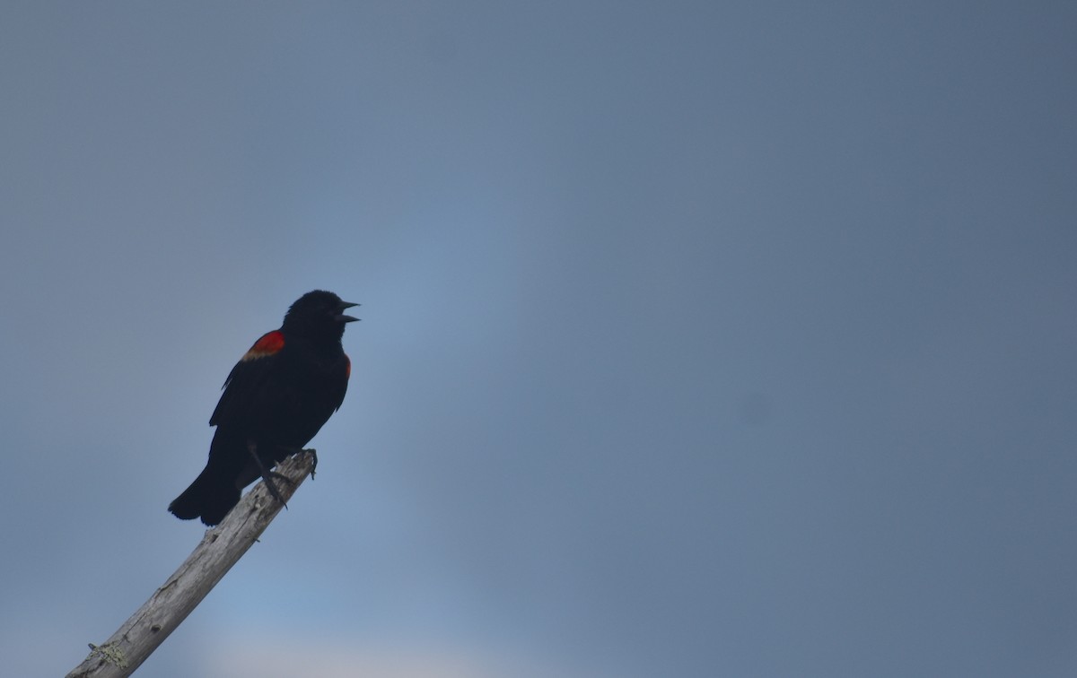 Red-winged Blackbird (Red-winged) - ML620834081