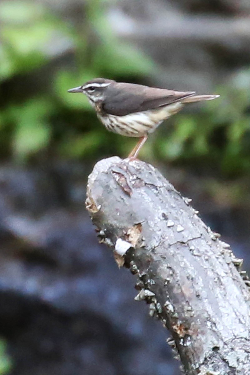 Louisiana Waterthrush - ML620834082