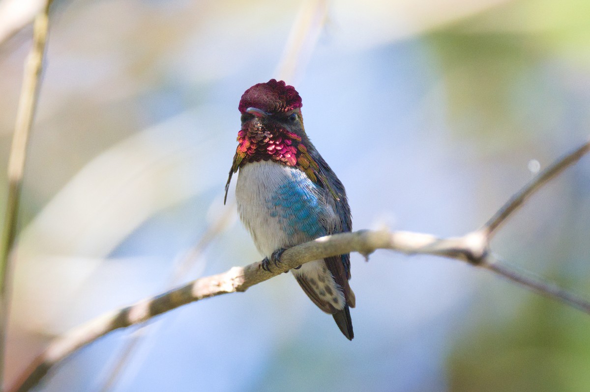 Bee Hummingbird - ML620834084