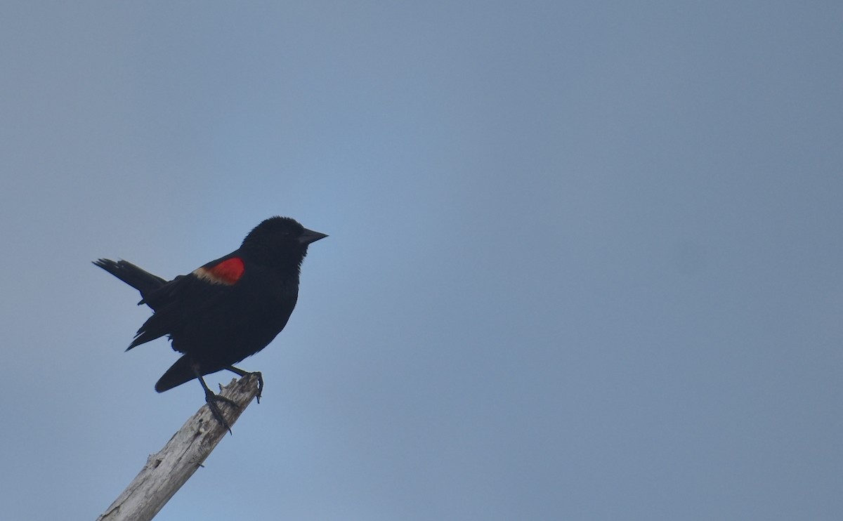 Red-winged Blackbird (Red-winged) - ML620834085