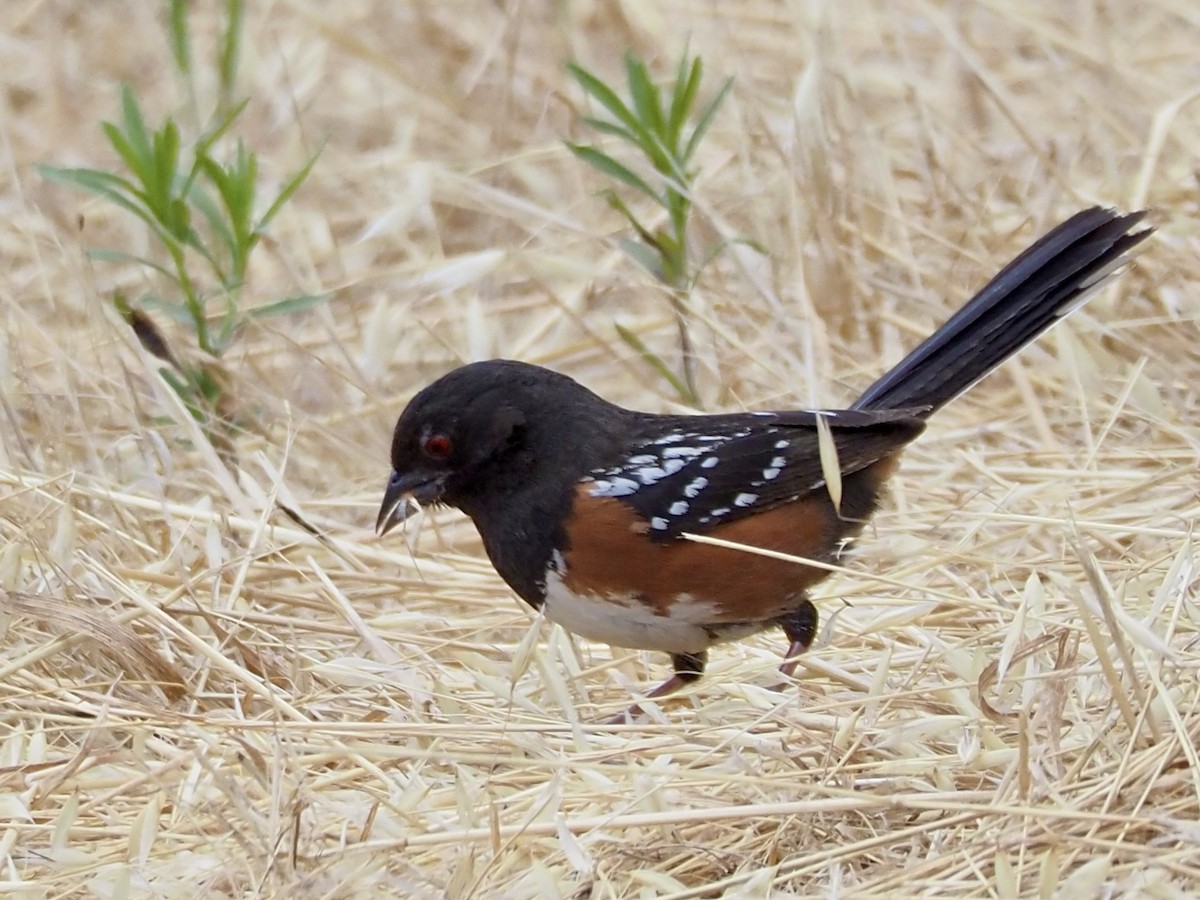Spotted Towhee - ML620834086