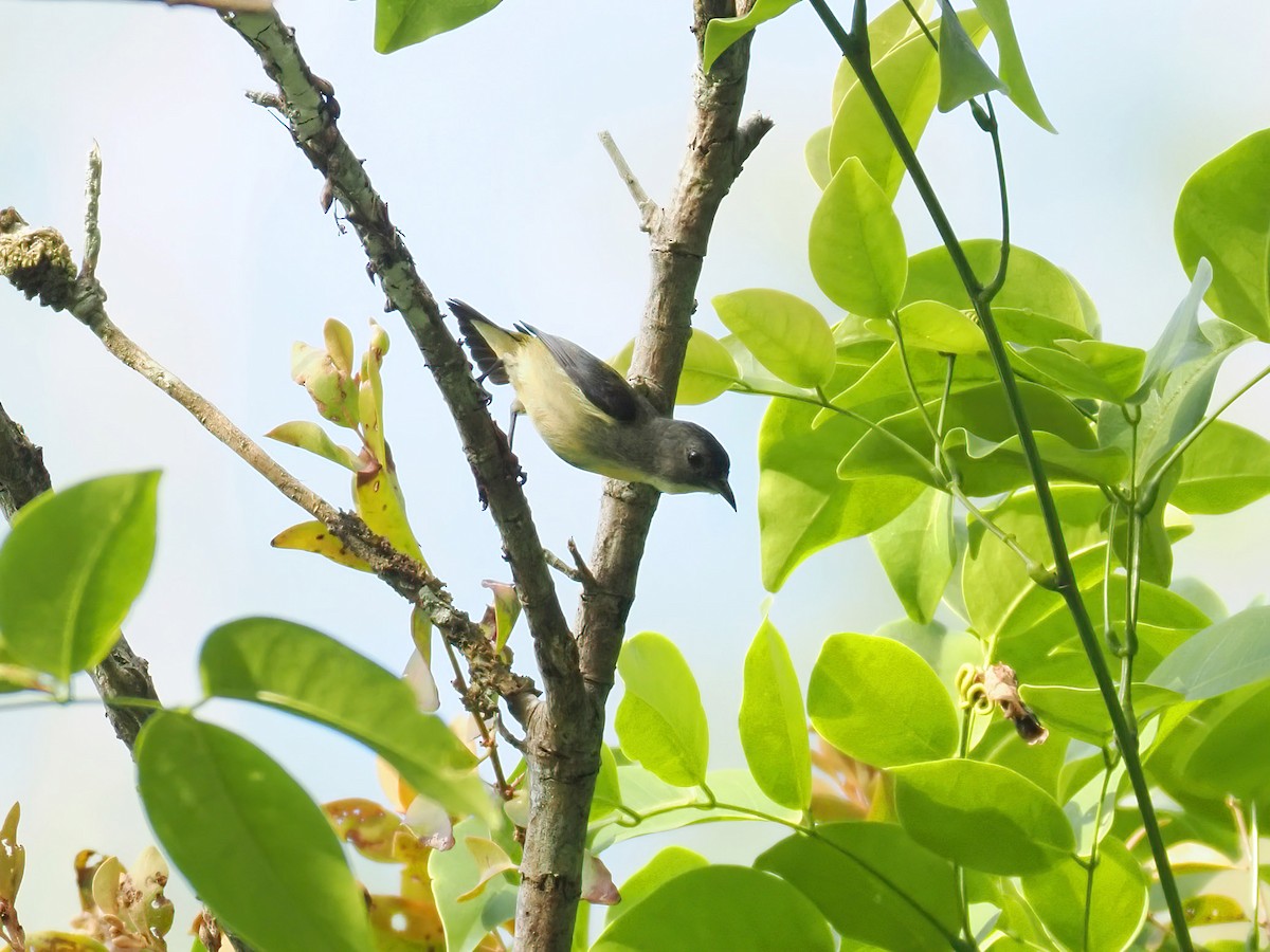 Pygmy Flowerpecker - ML620834087