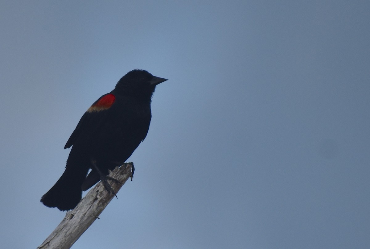 Red-winged Blackbird (Red-winged) - ML620834088