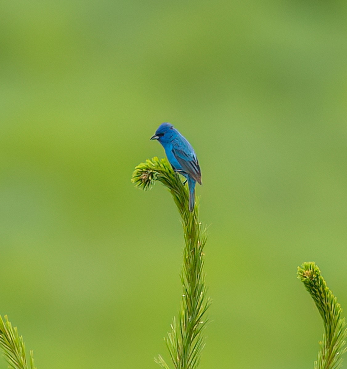 Indigo Bunting - ML620834095