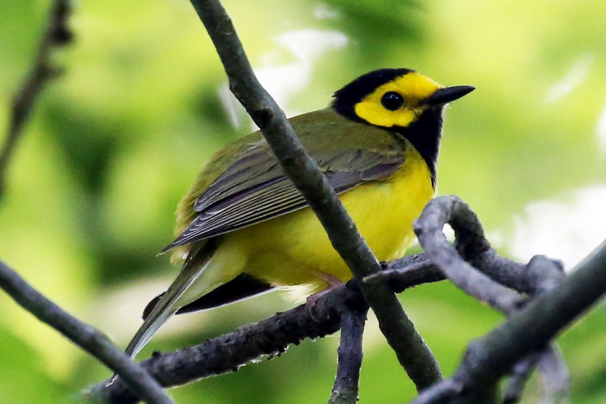 Hooded Warbler - ML620834096