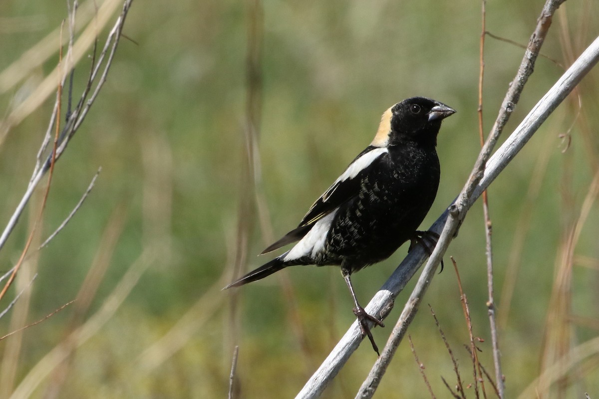 Bobolink - ML620834098