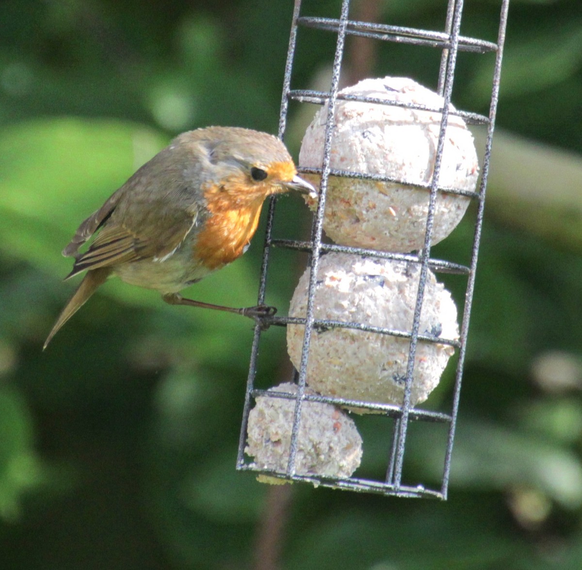 European Robin - ML620834099