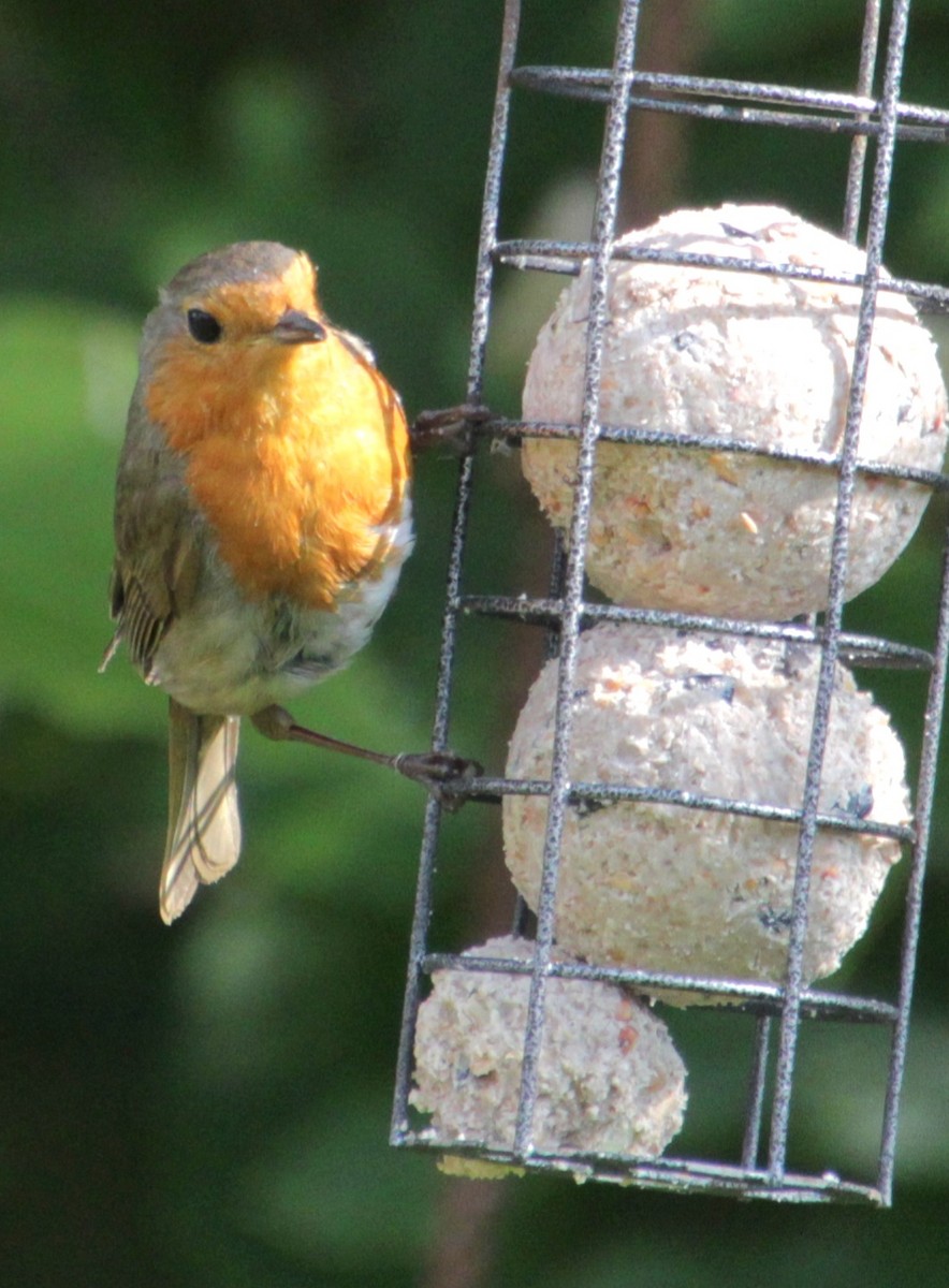 European Robin - ML620834100