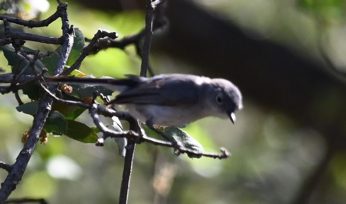 Gray Vireo - ML620834109