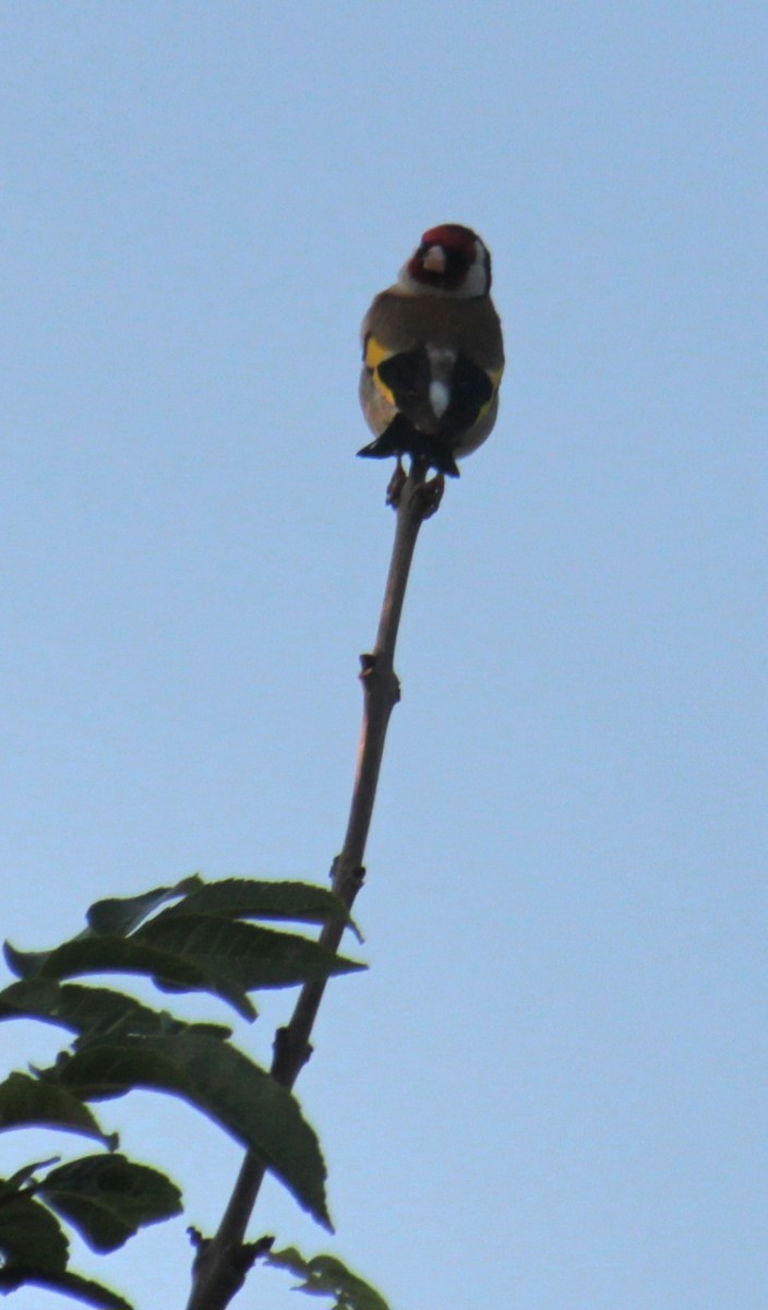 European Goldfinch (European) - ML620834122