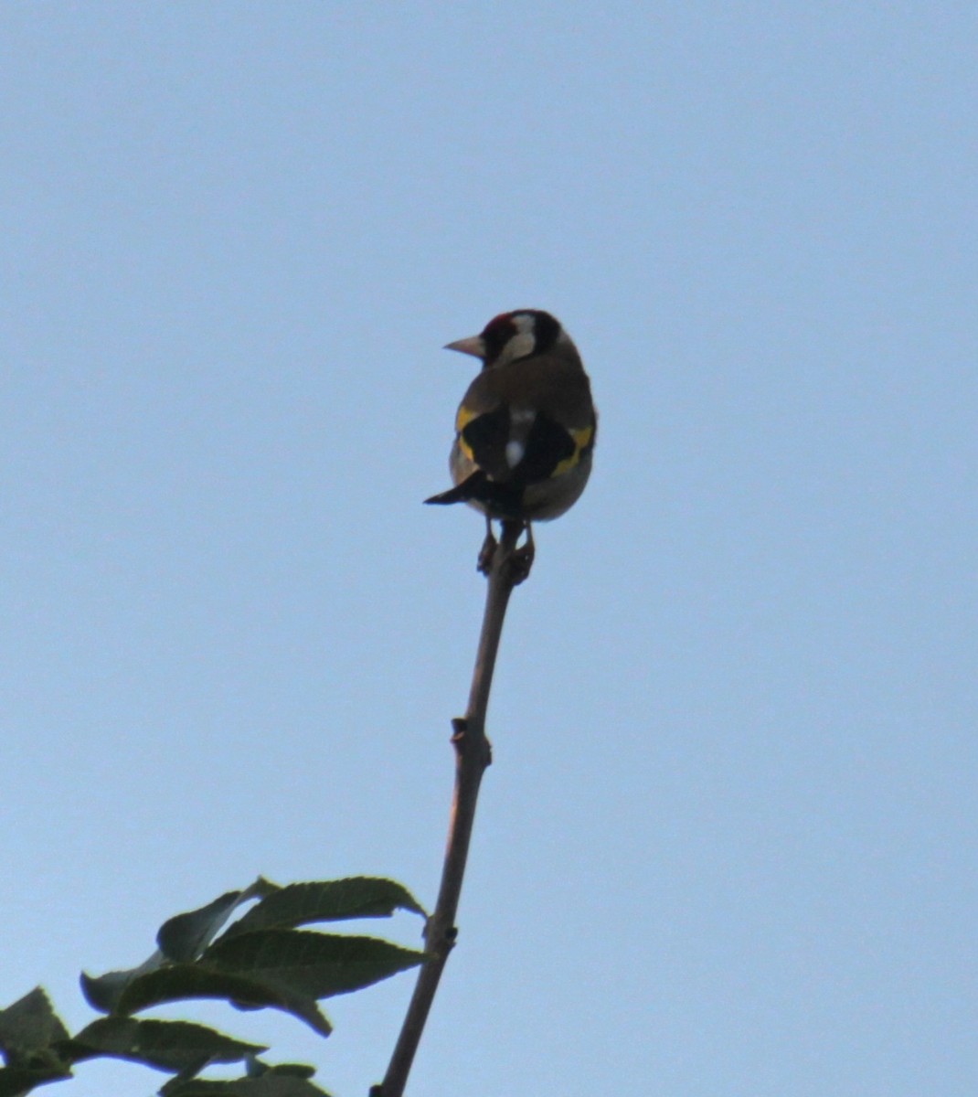 European Goldfinch (European) - ML620834123