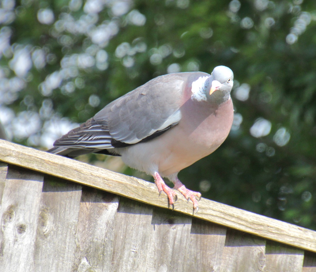 Common Wood-Pigeon (White-necked) - ML620834135