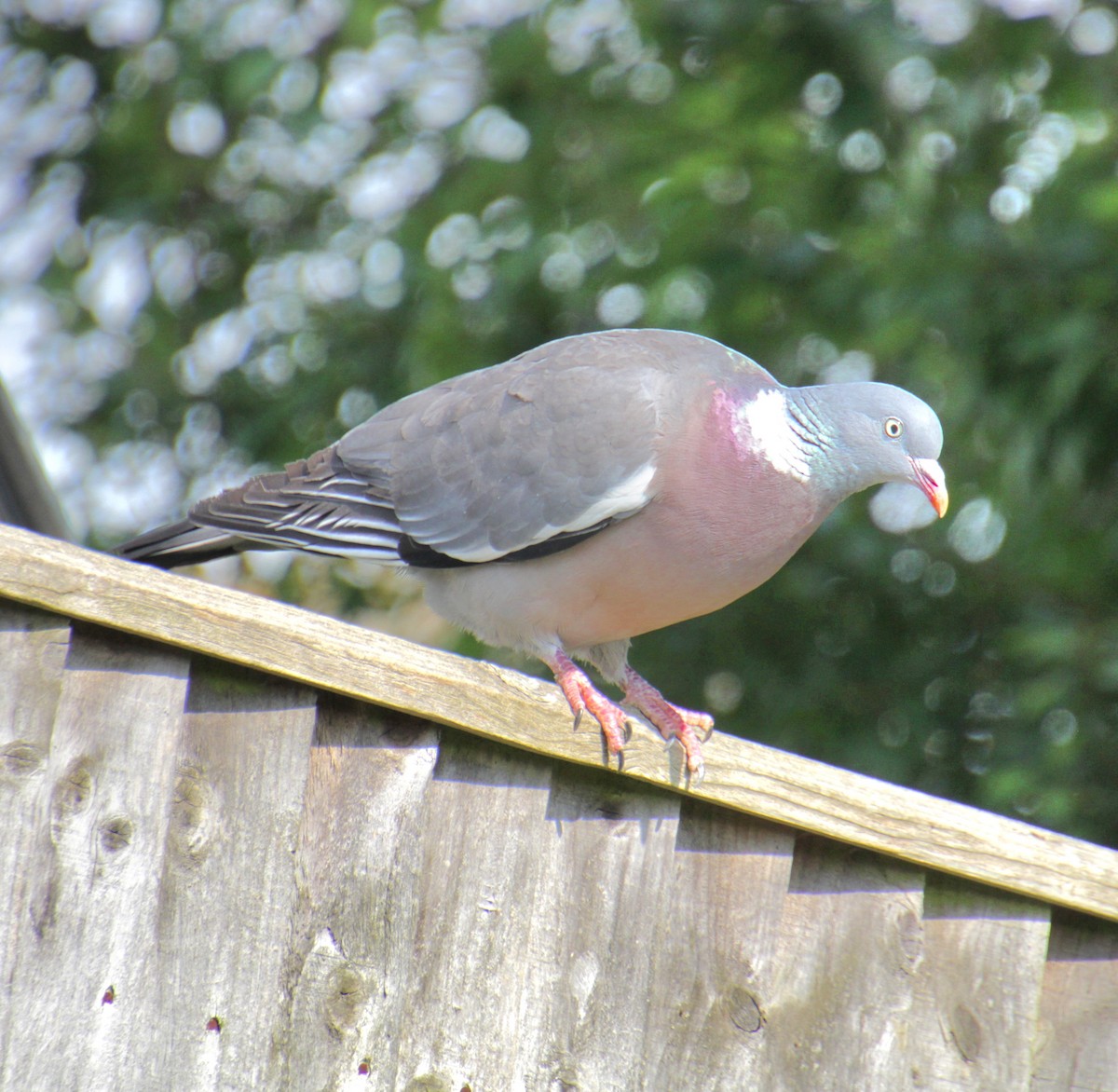 Pigeon ramier (groupe palumbus) - ML620834136