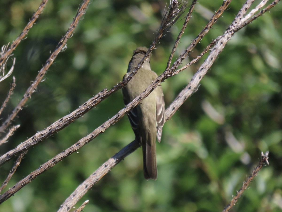 Willow Flycatcher (Eastern) - Port of Baltimore