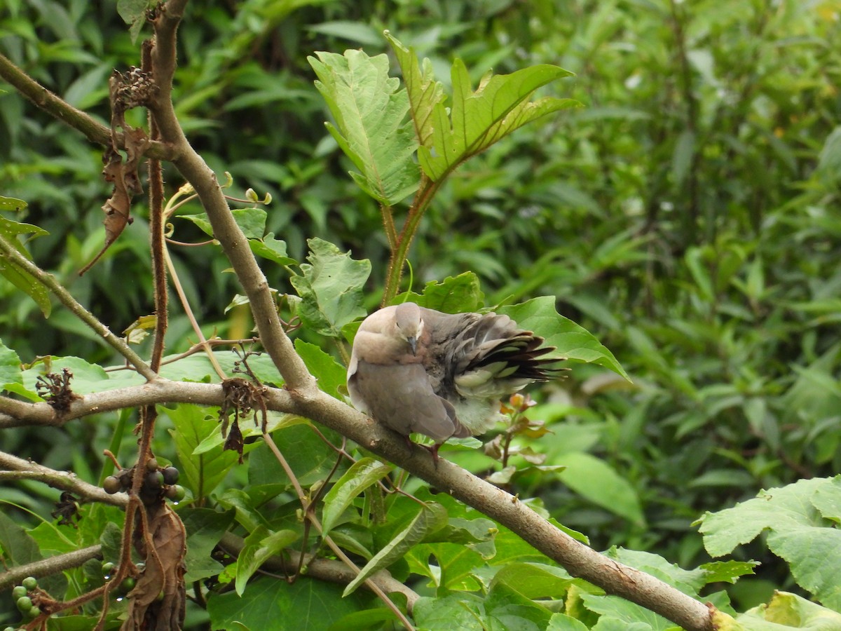 White-tipped Dove - ML620834163