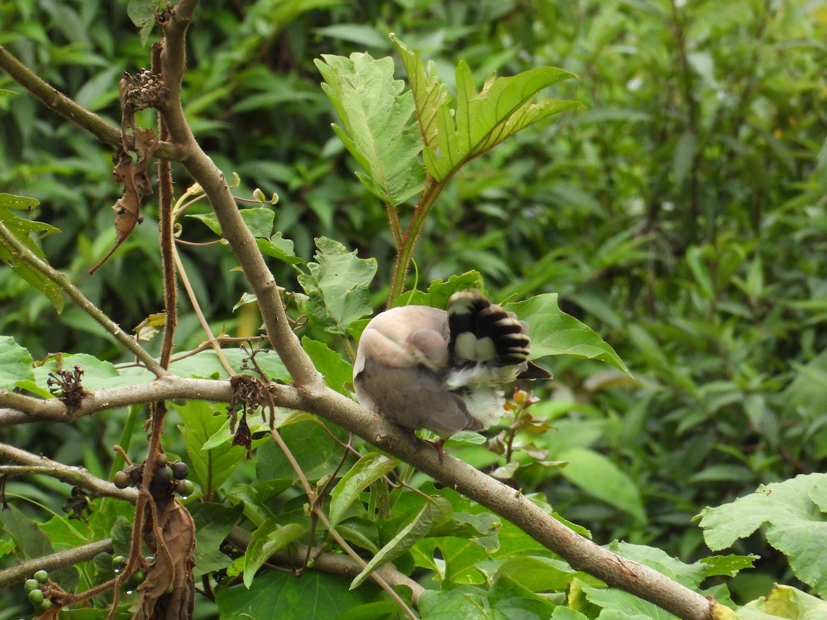 White-tipped Dove - ML620834164