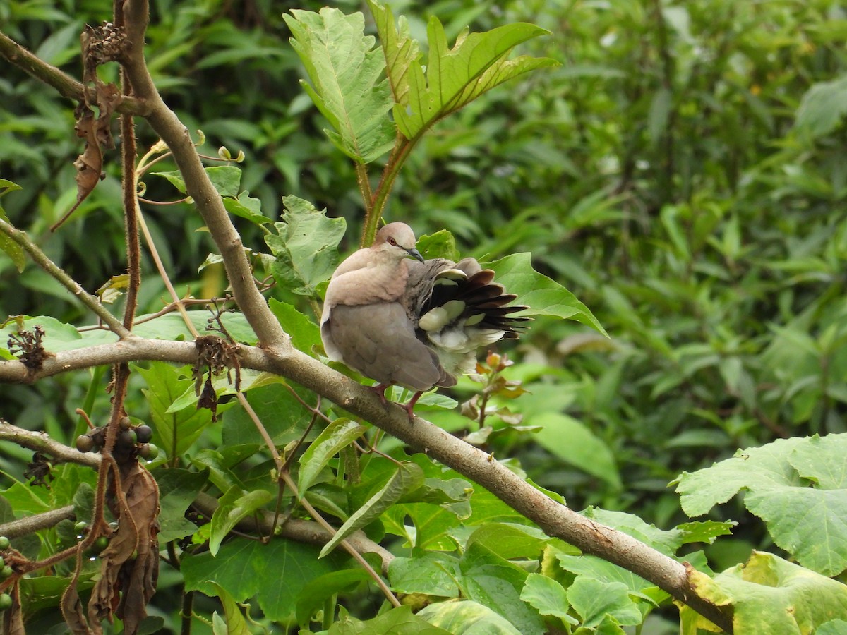 White-tipped Dove - ML620834165