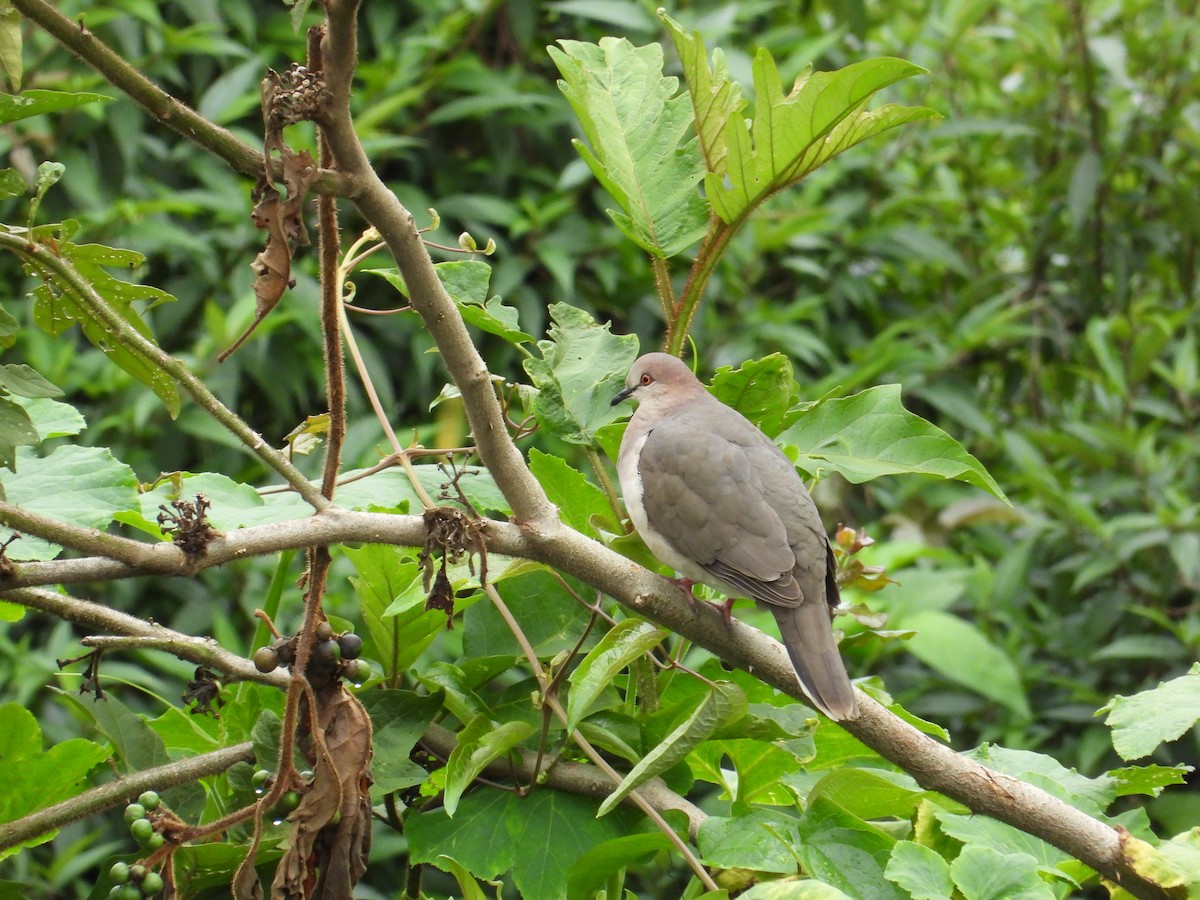 White-tipped Dove - ML620834168