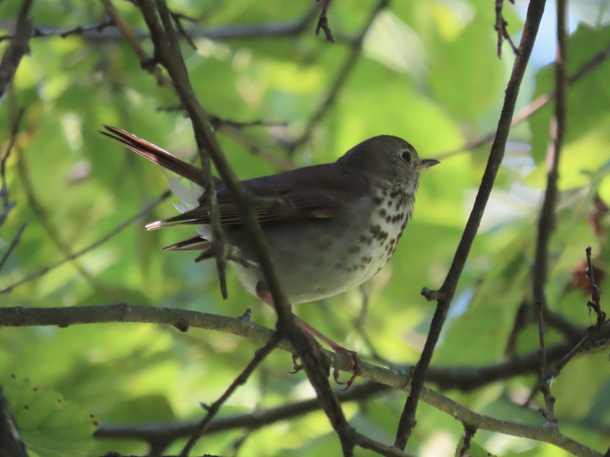 Hermit Thrush (faxoni/crymophilus) - ML620834181