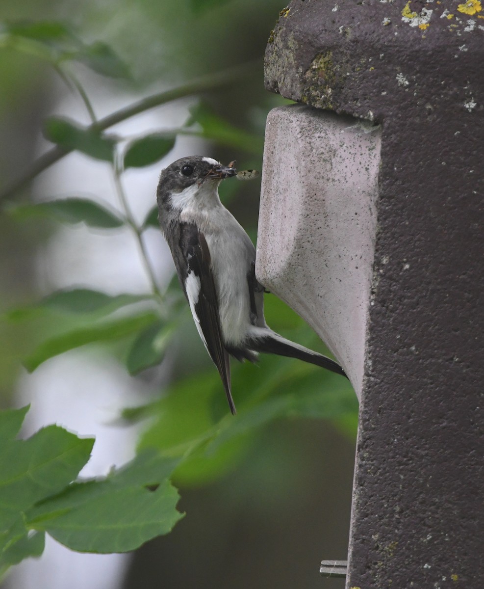 European Pied Flycatcher - ML620834186