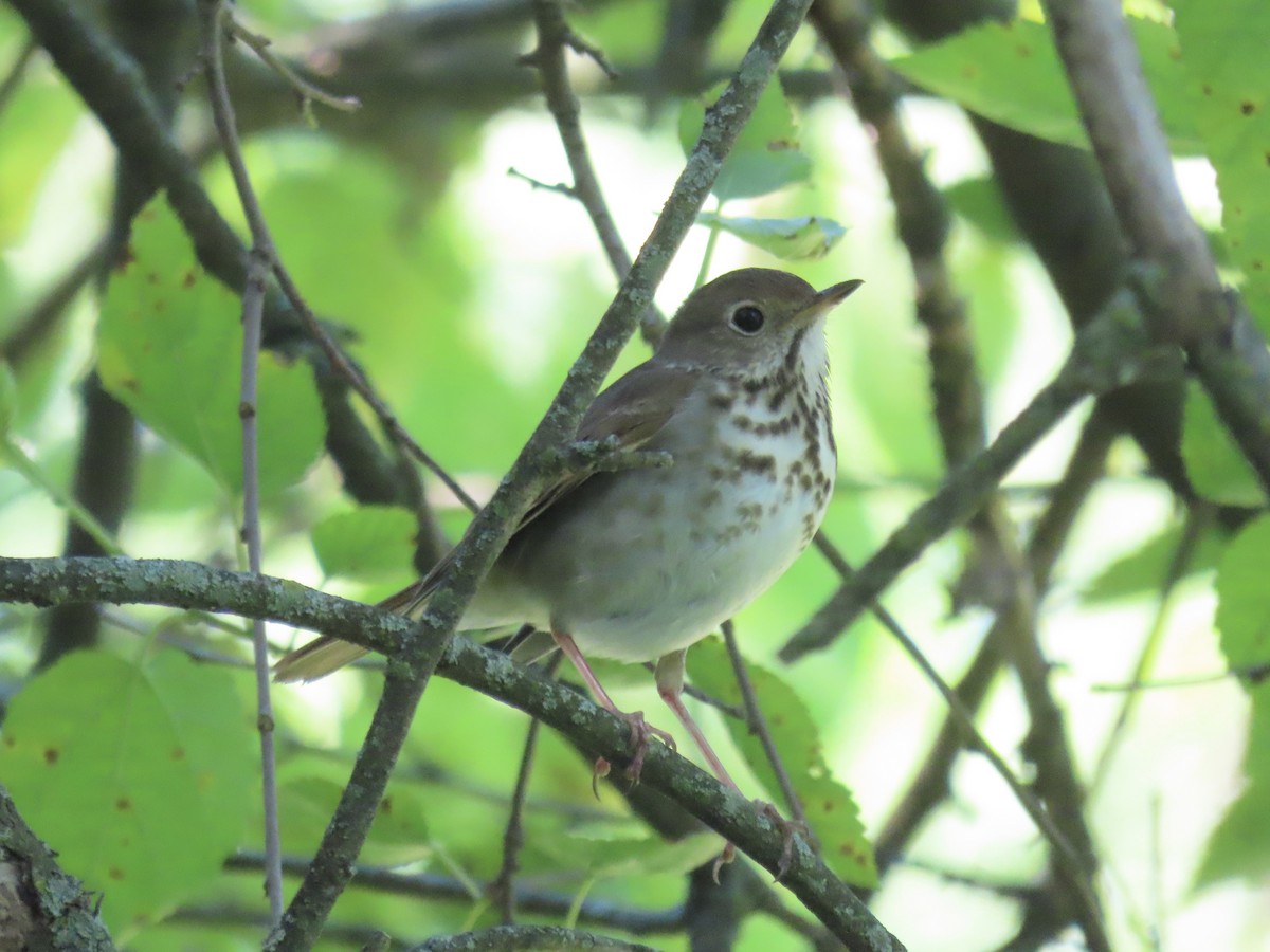 Hermit Thrush (faxoni/crymophilus) - ML620834188