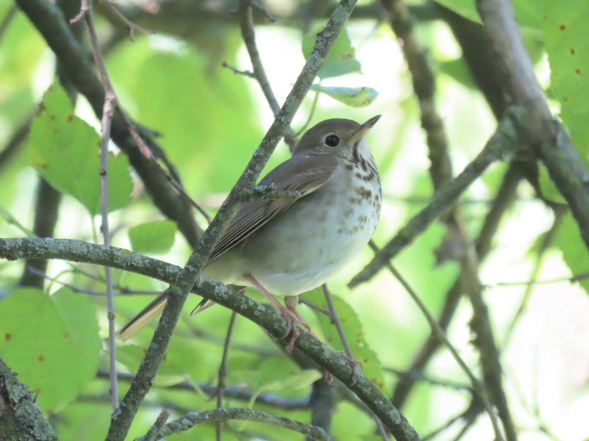 Hermit Thrush (faxoni/crymophilus) - ML620834193