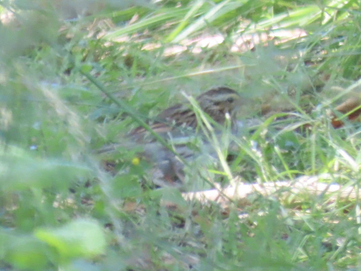 Savannah Sparrow (Savannah) - ML620834200