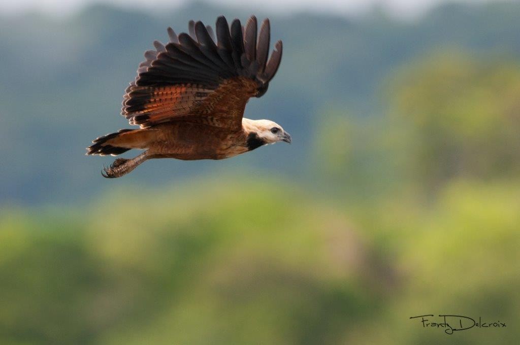 Black-collared Hawk - ML62083421