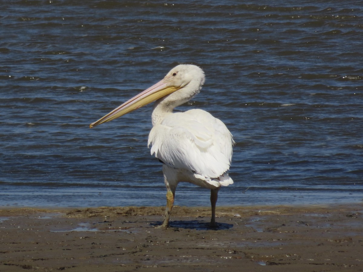 pelikán severoamerický - ML620834211